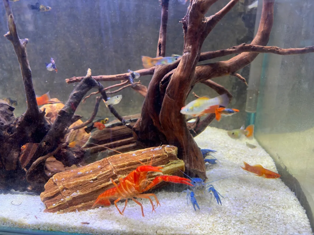 Acuario con peces y cangrejos de agua dulce